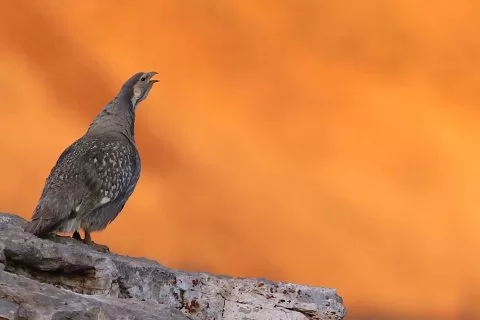Kurtarılan fotoğraf - tür kontrolü gerekli