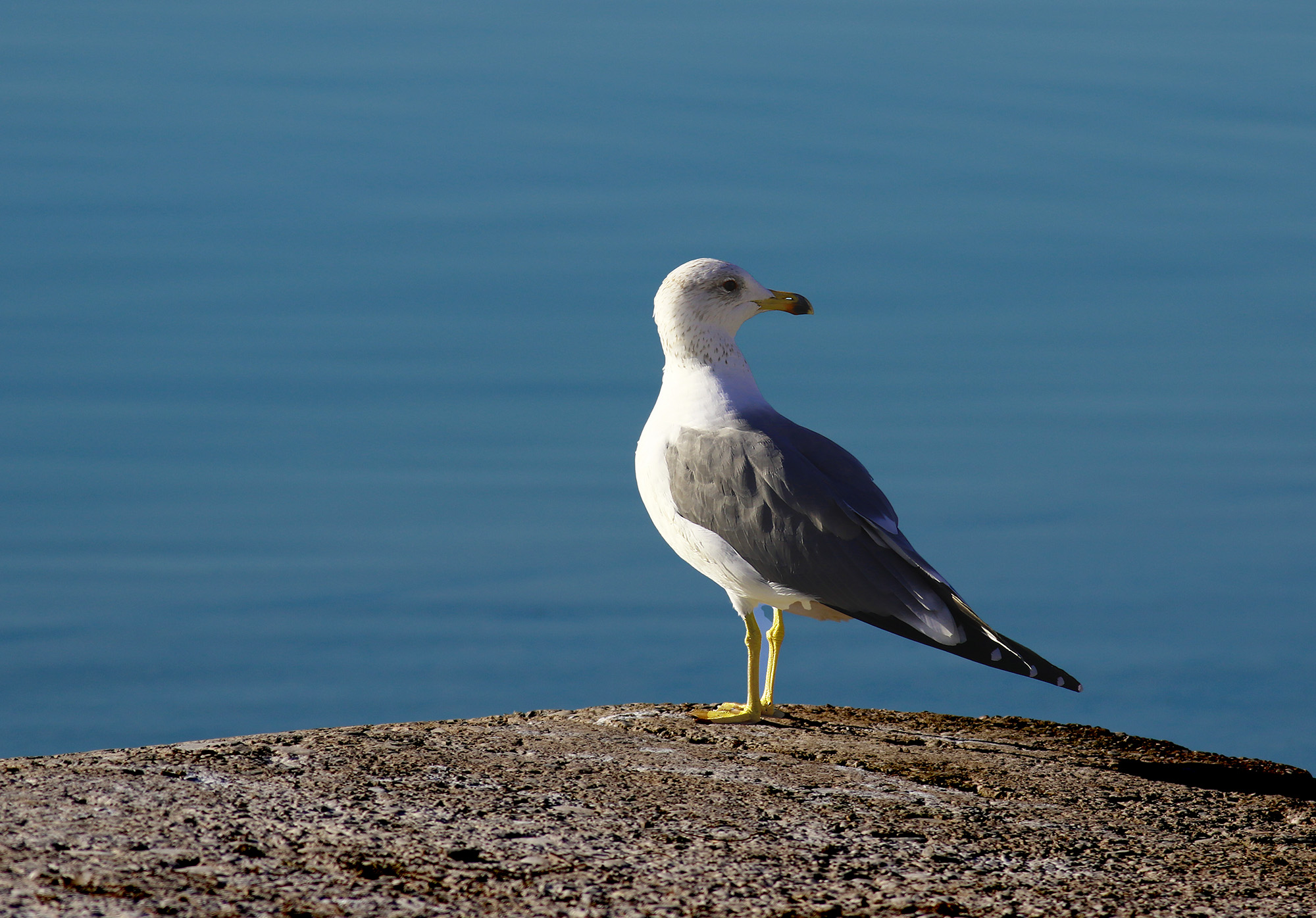 Yellow-legged Gull