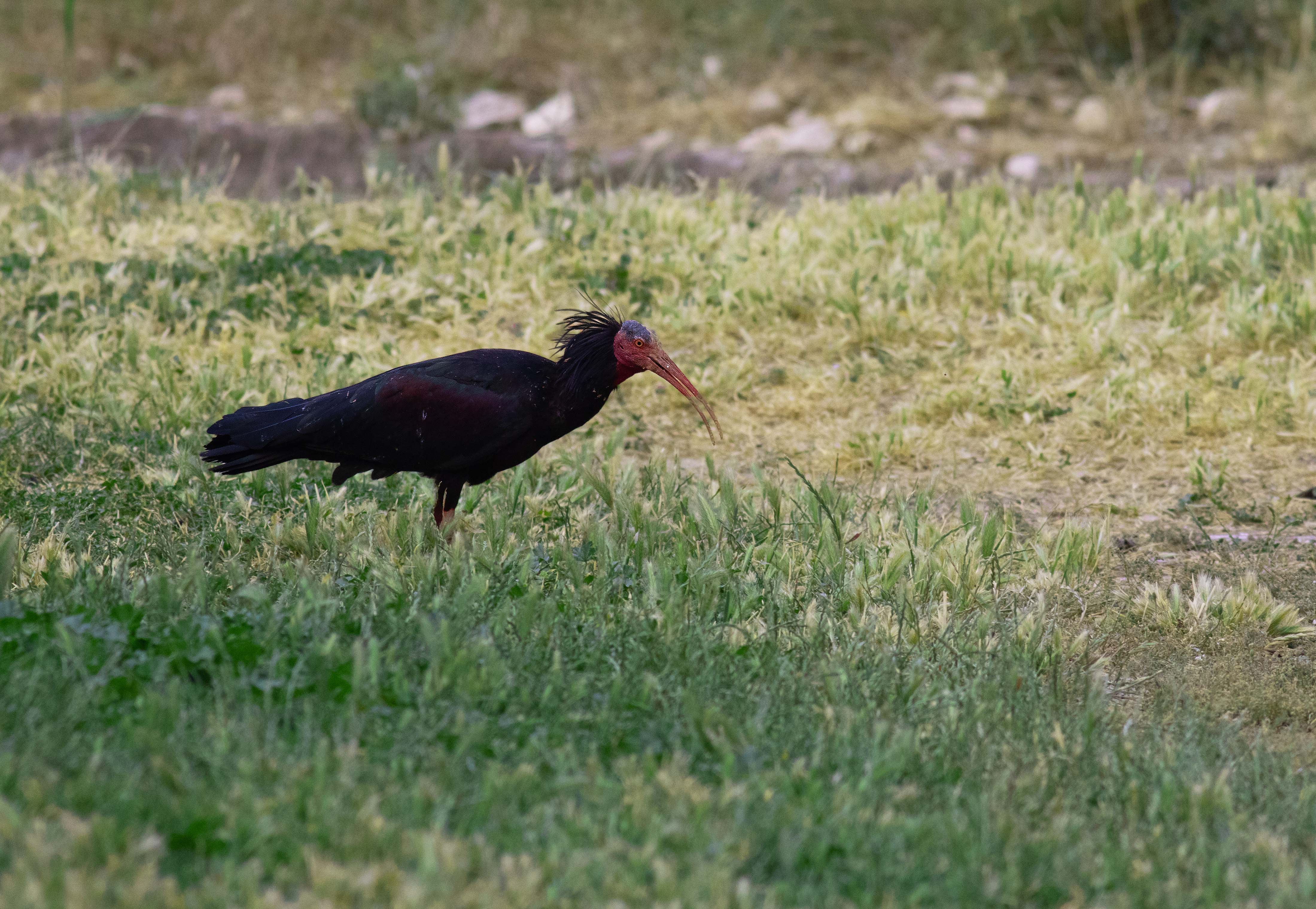Northern Bald Ibis