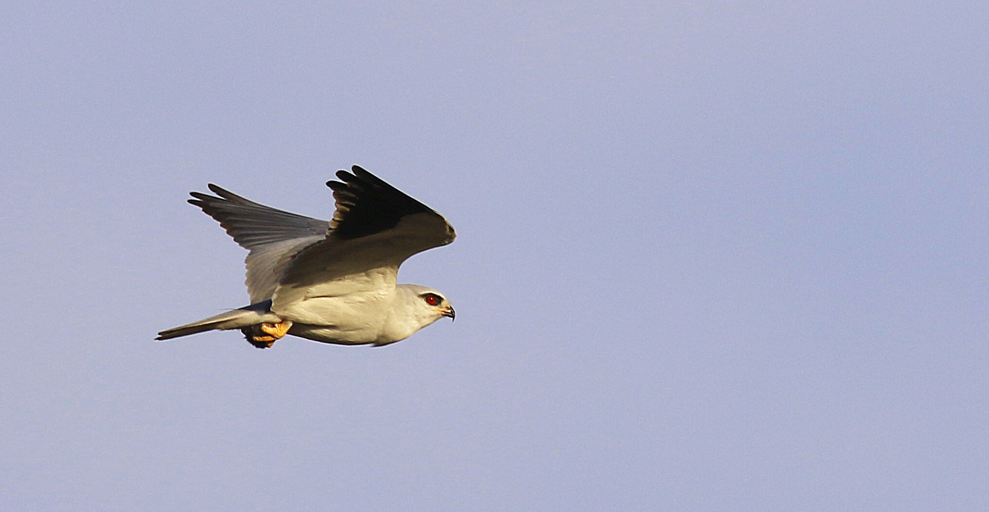 Black-winged Kite