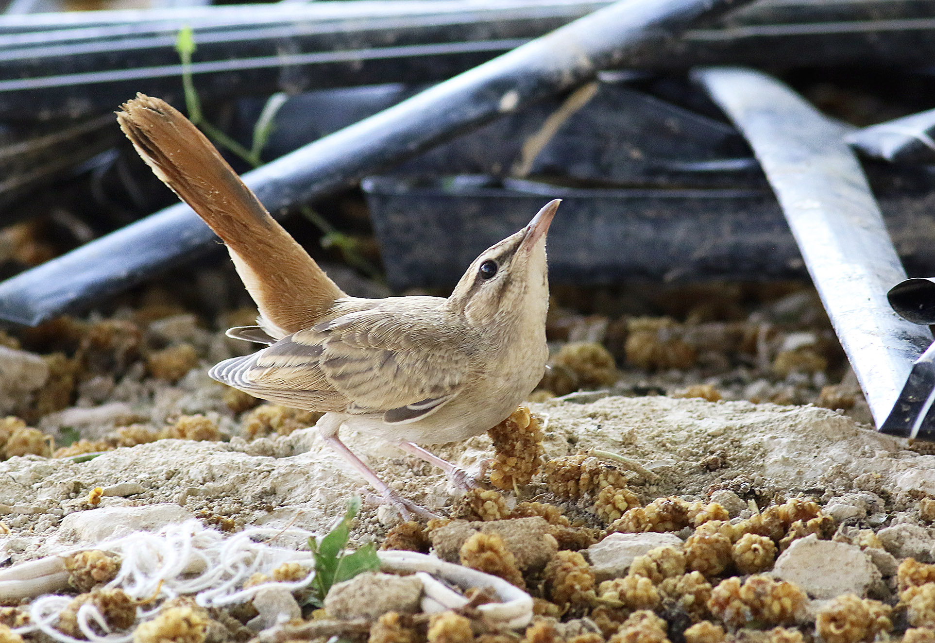 Rufous-tailed Scrub-Robin