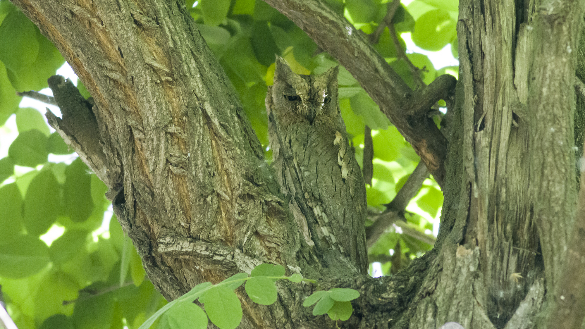 Pallid Scops-Owl