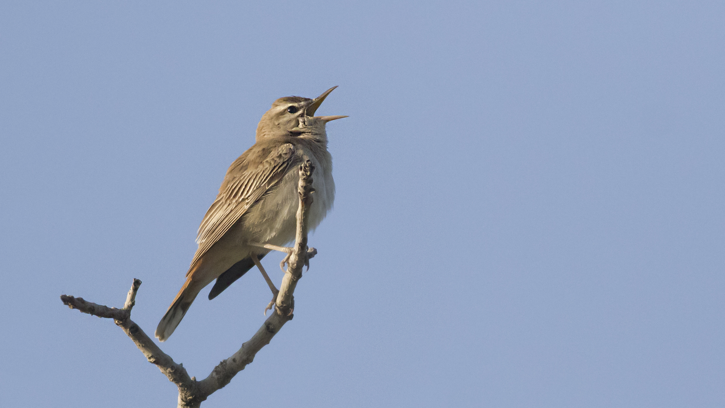 Rufous-tailed Scrub-Robin
