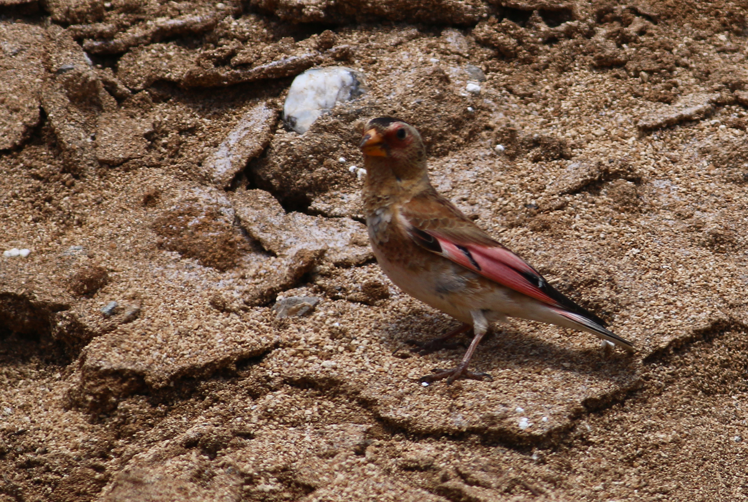 Crimson-winged Finch