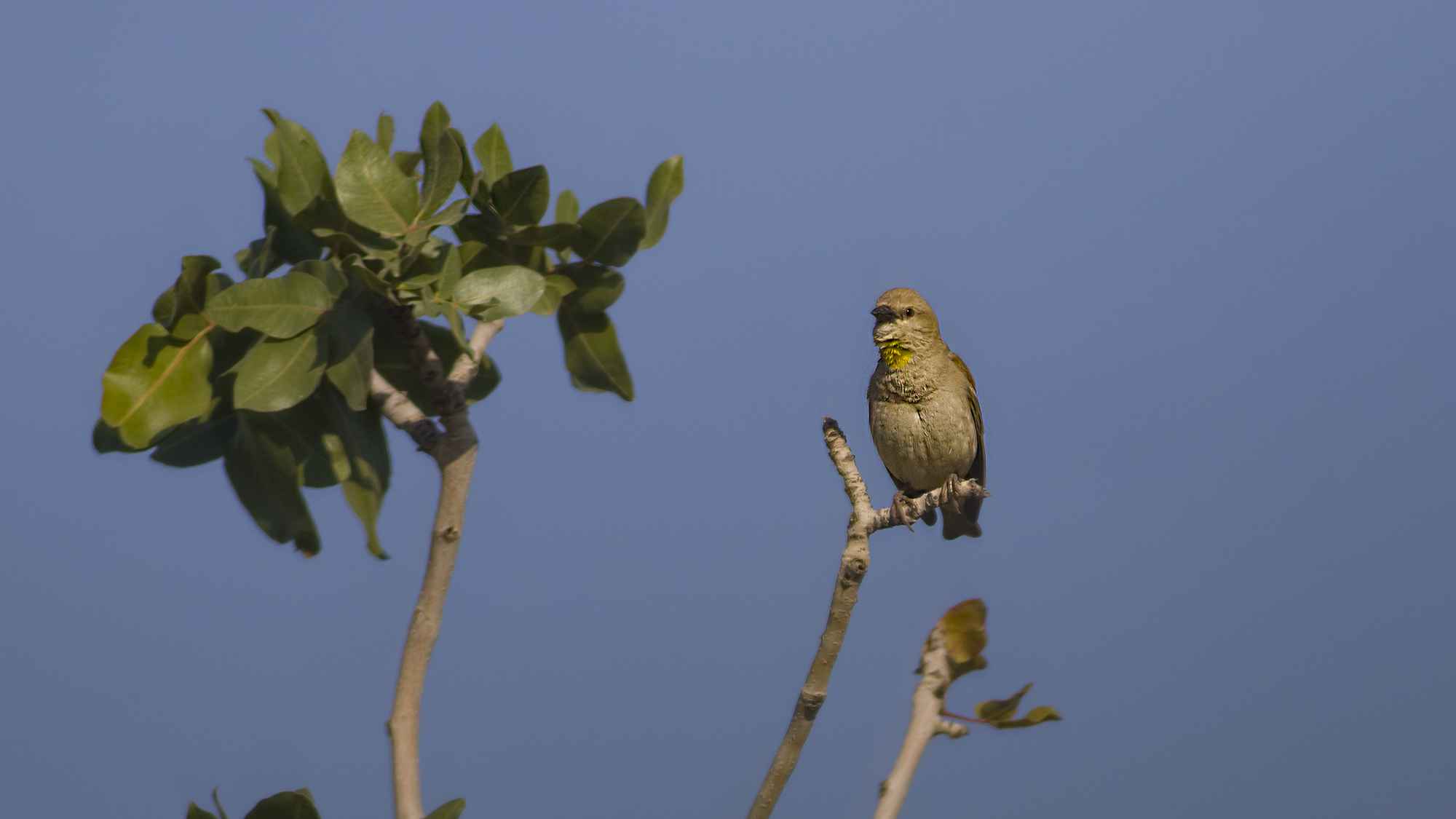 Yellow-throated Sparrow