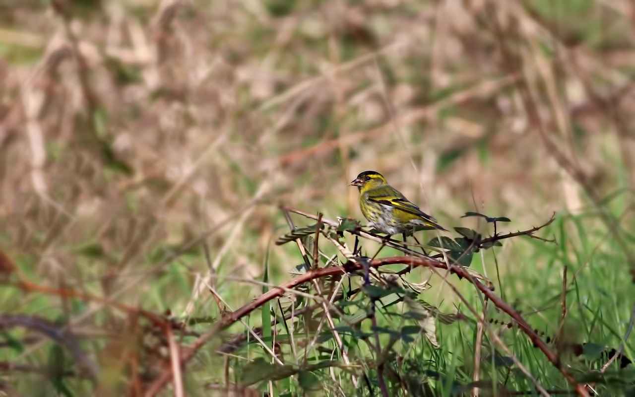 Eurasian Siskin