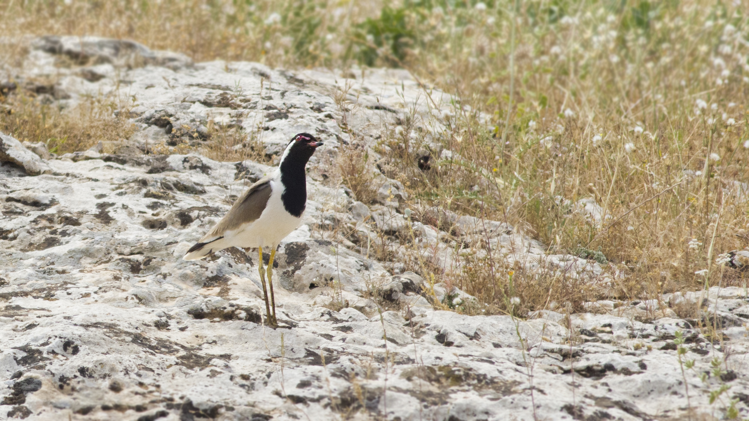 Red-wattled Lapwing
