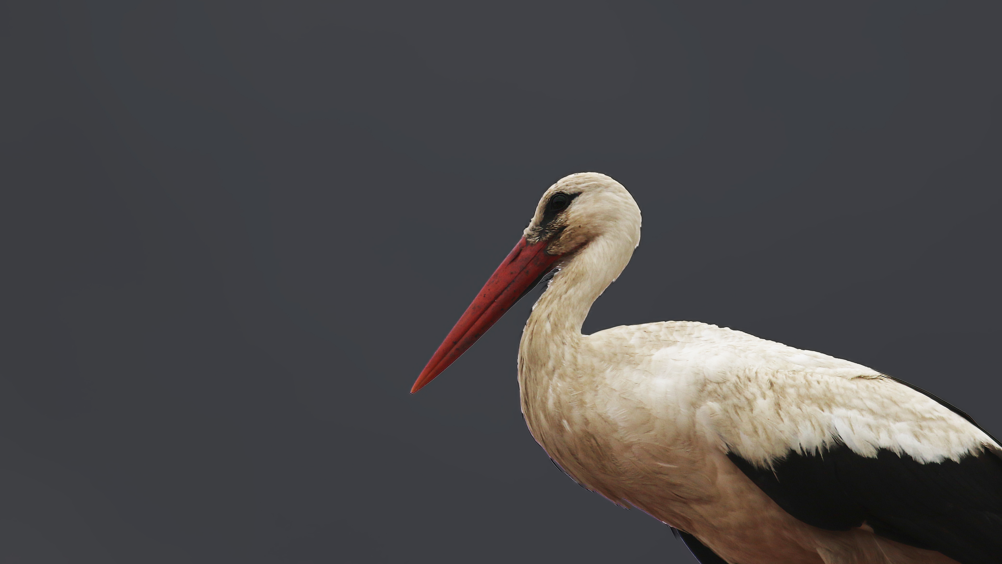 White Stork