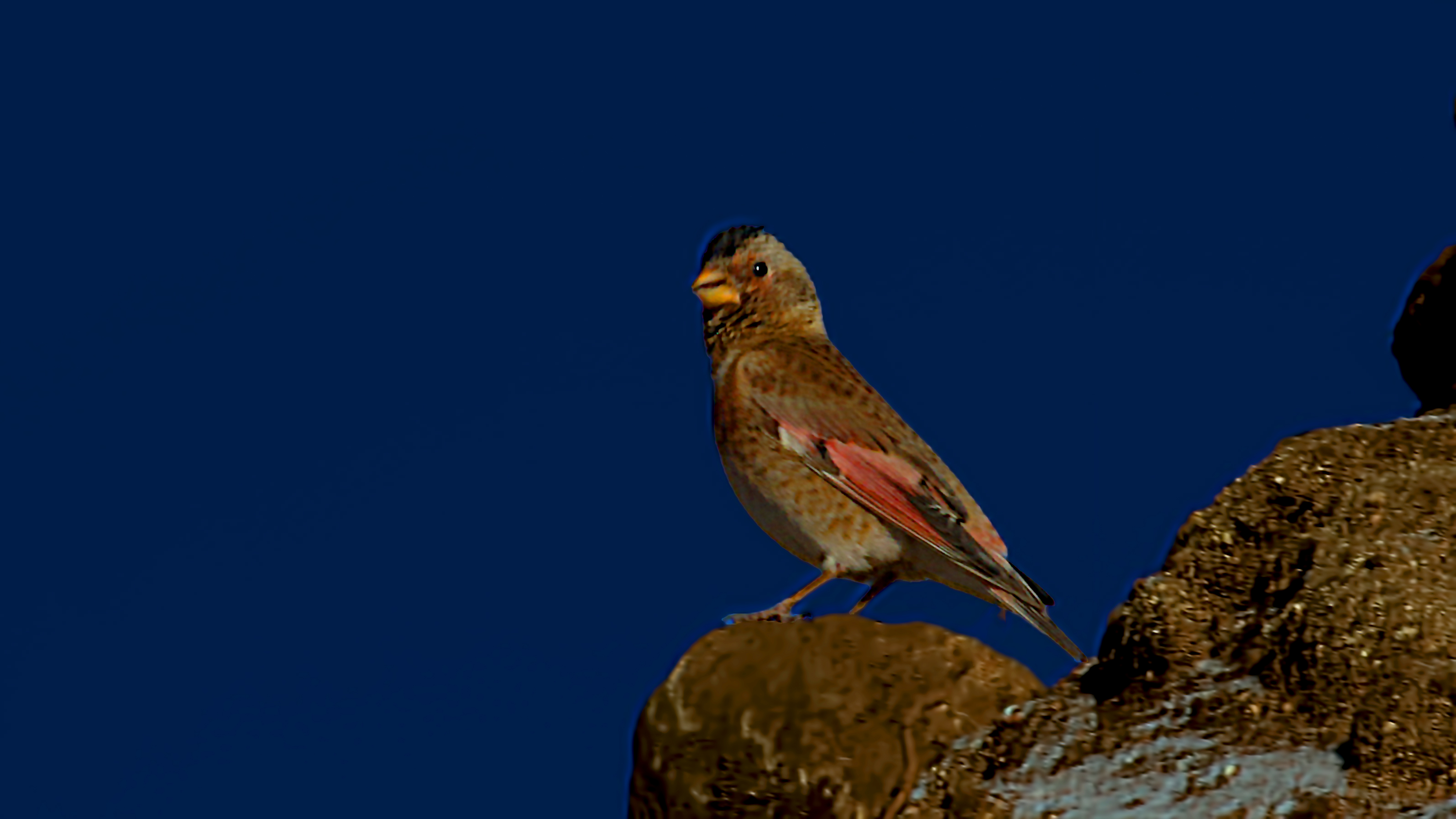 Crimson-winged Finch