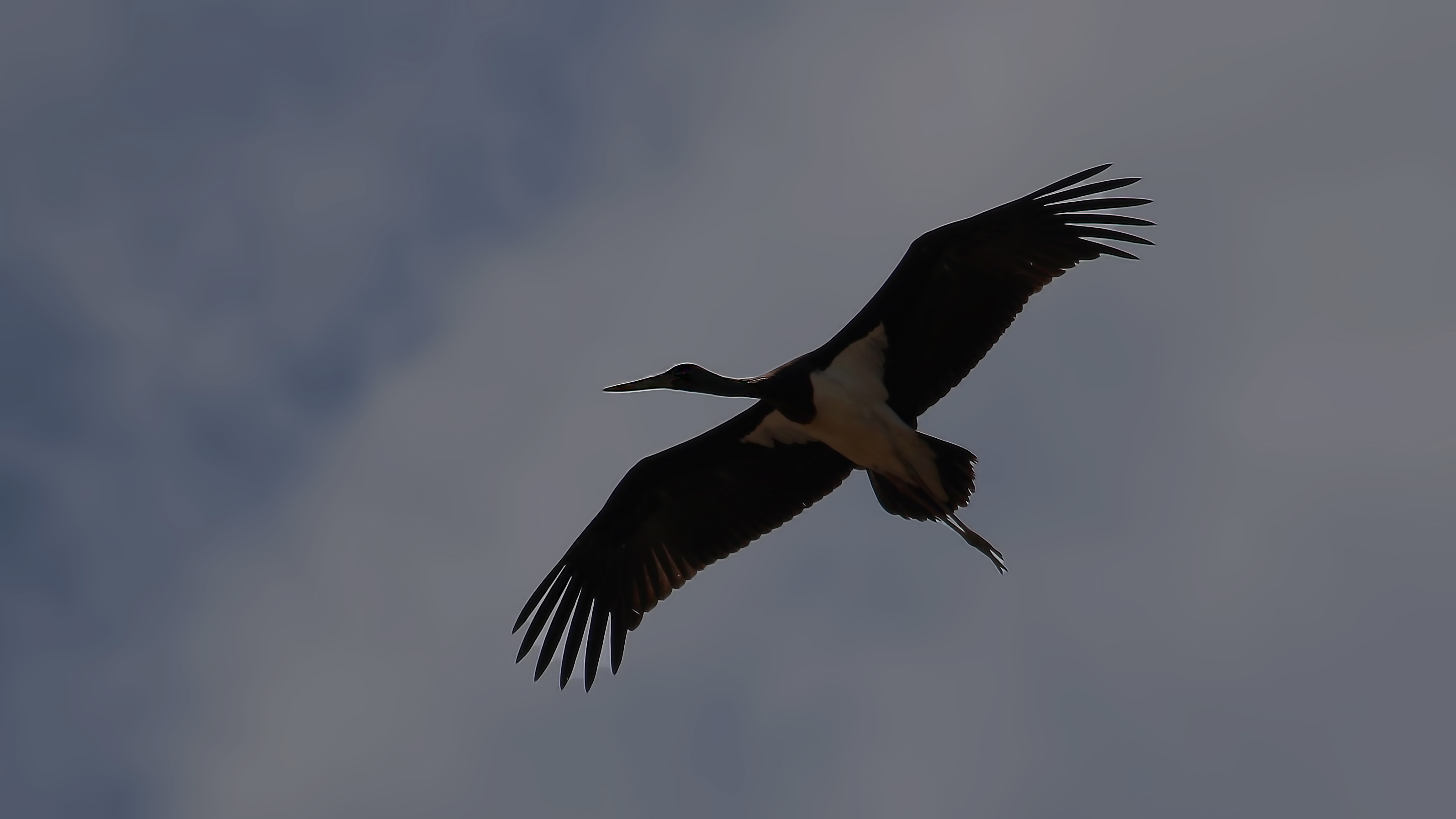 Black Stork