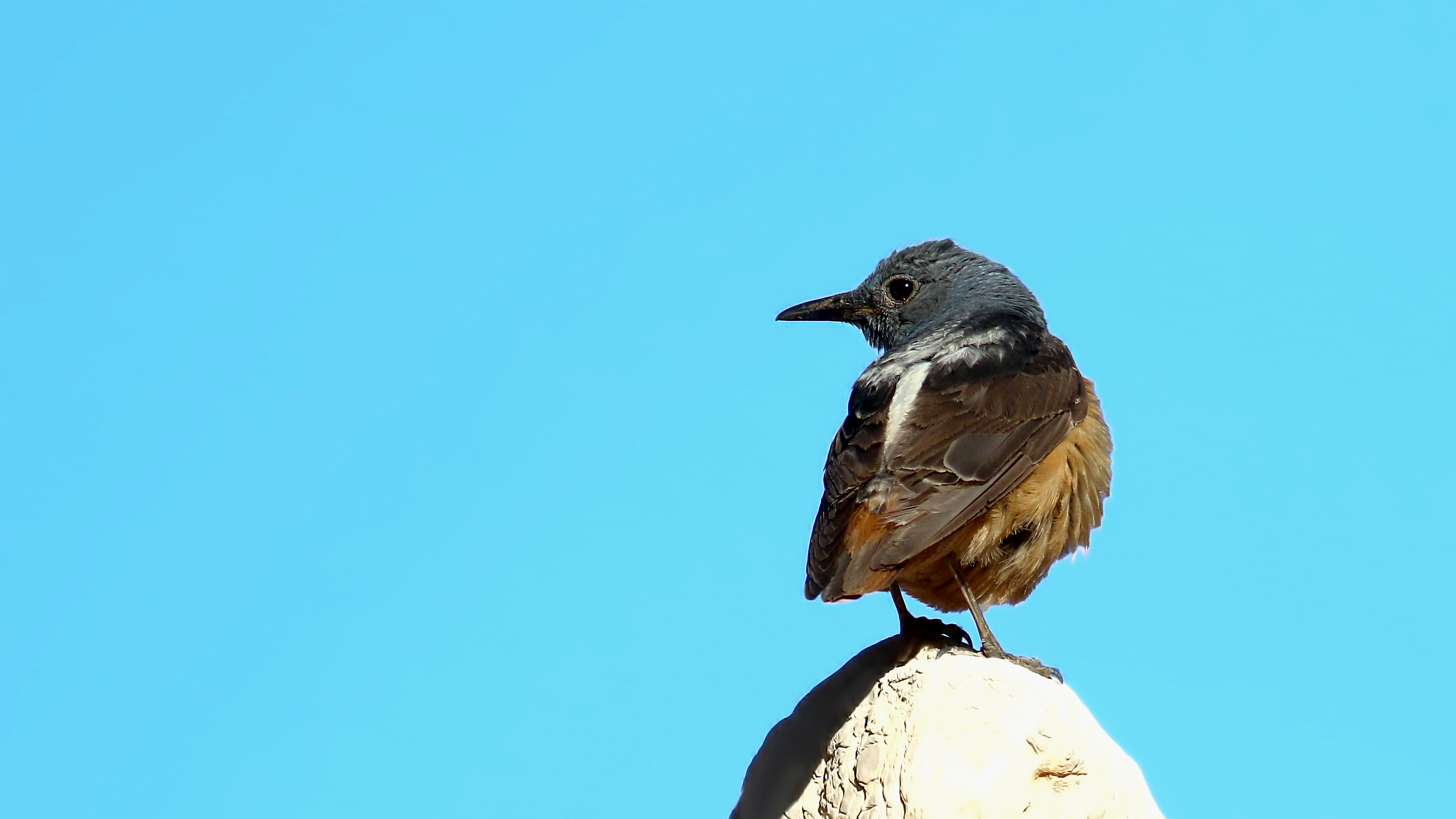 Rufous-tailed Rock-Thrush