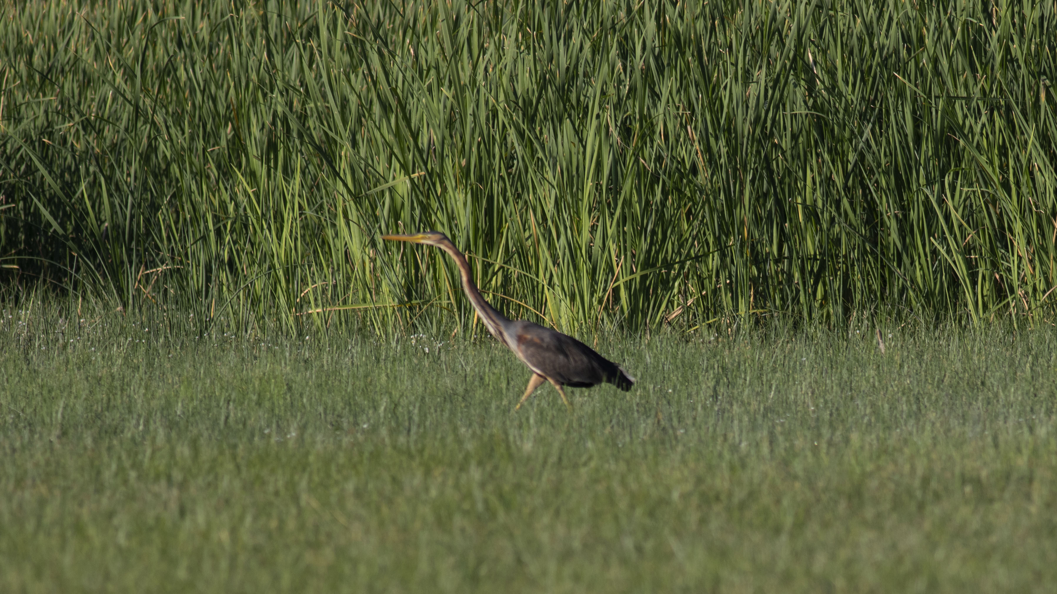 Purple Heron