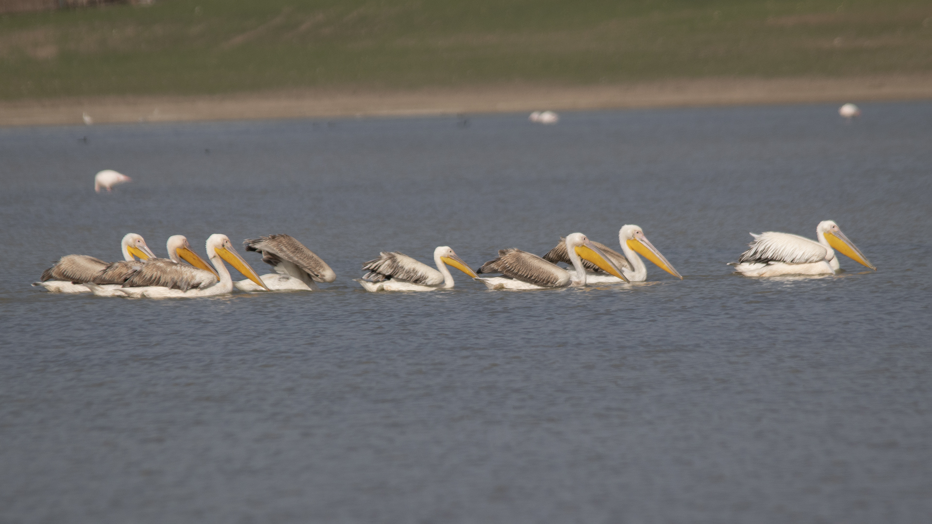 Great White Pelican