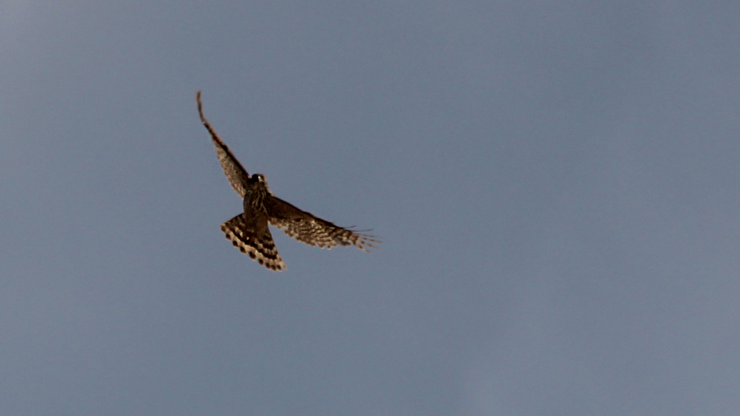 Northern Goshawk