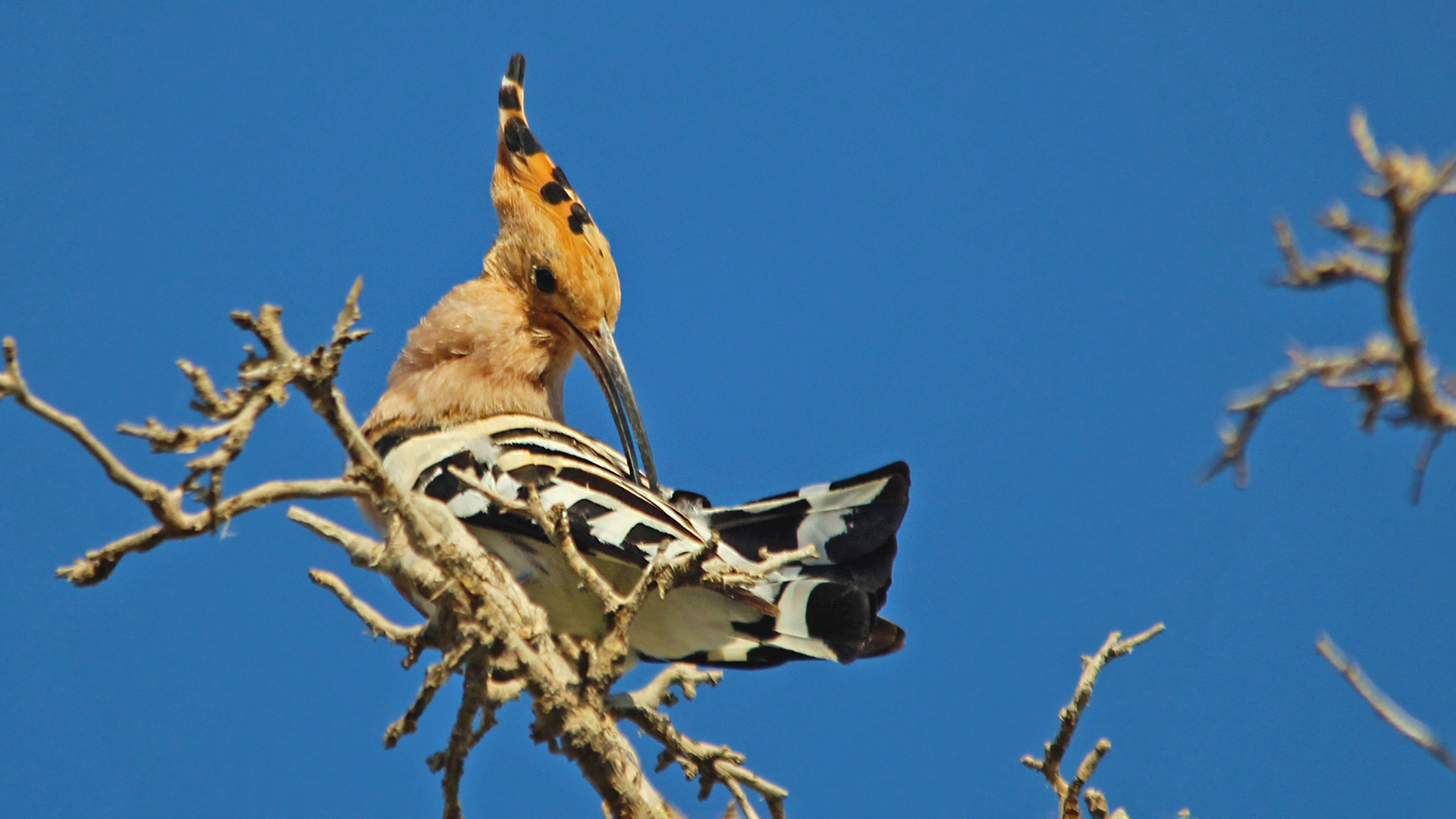 Eurasian Hoopoe