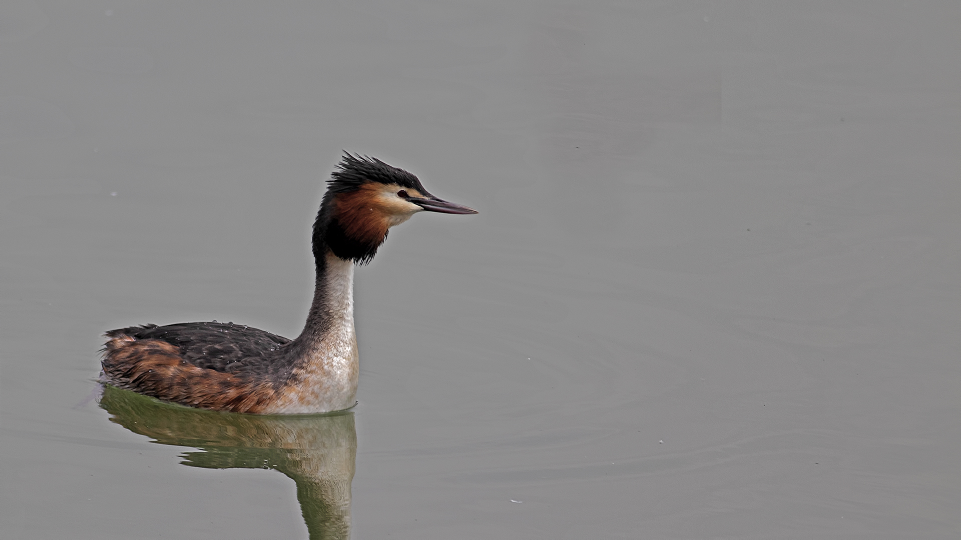 Great Crested Grebe