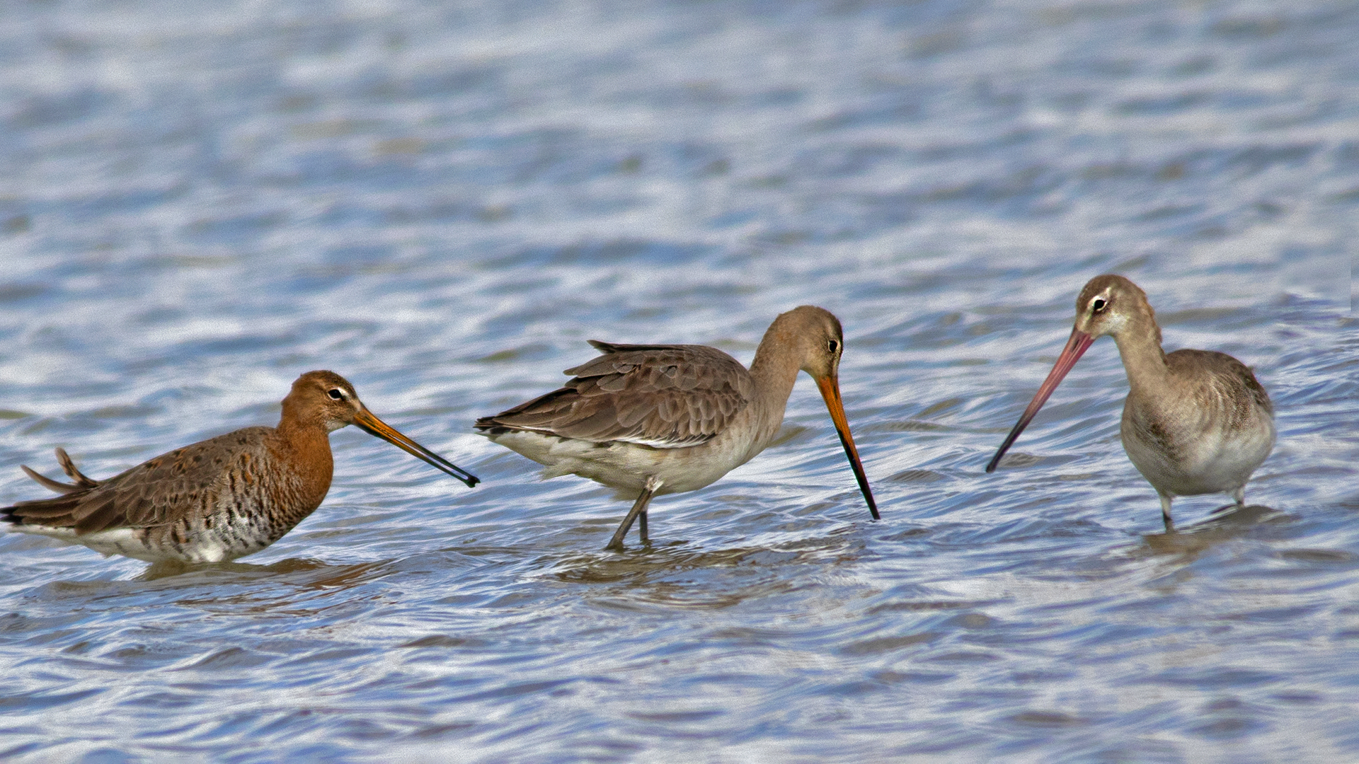 Black-tailed Godwit