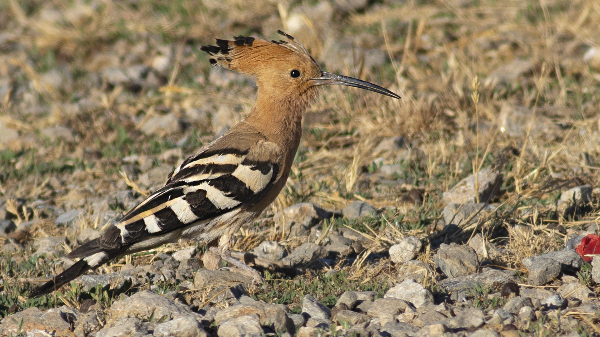 Eurasian Hoopoe