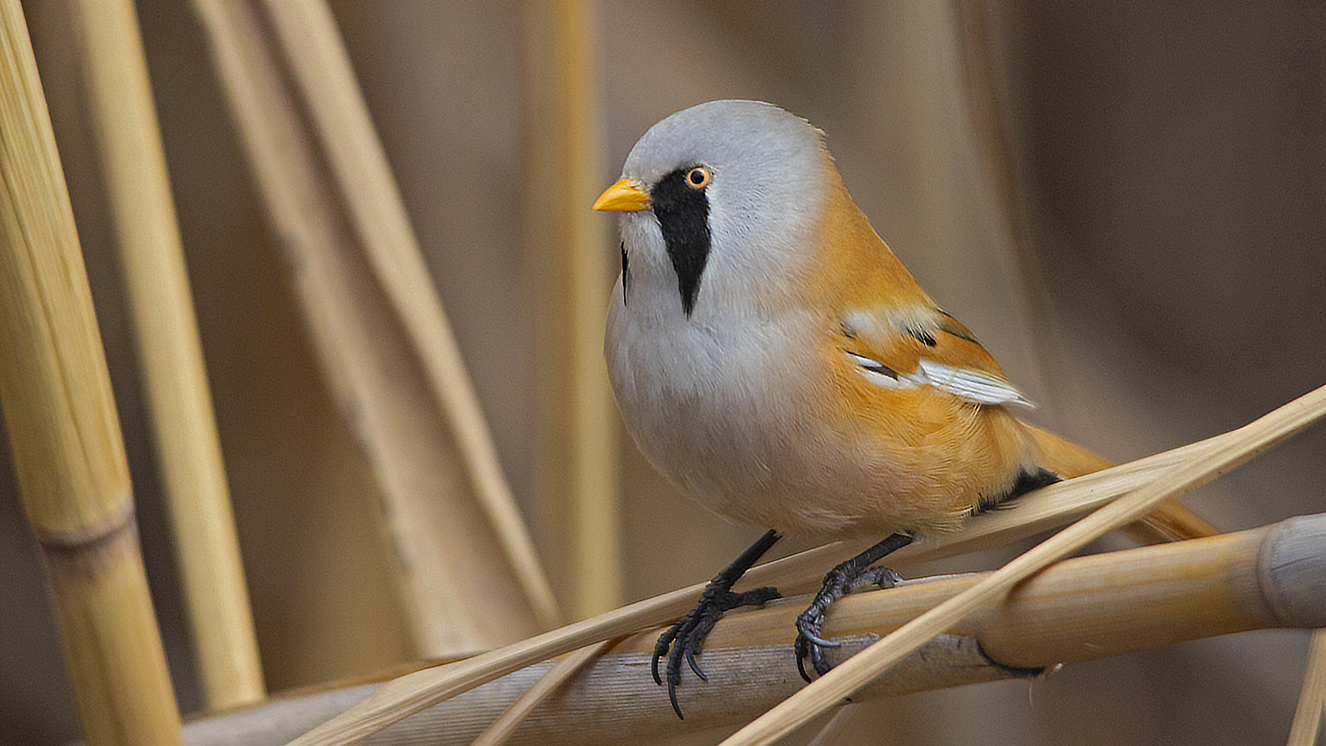 Bearded Reedling