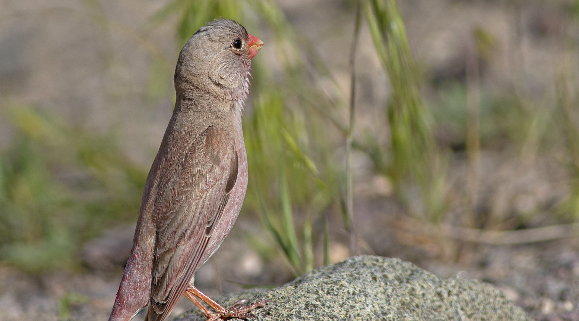 Crimson-winged Finch