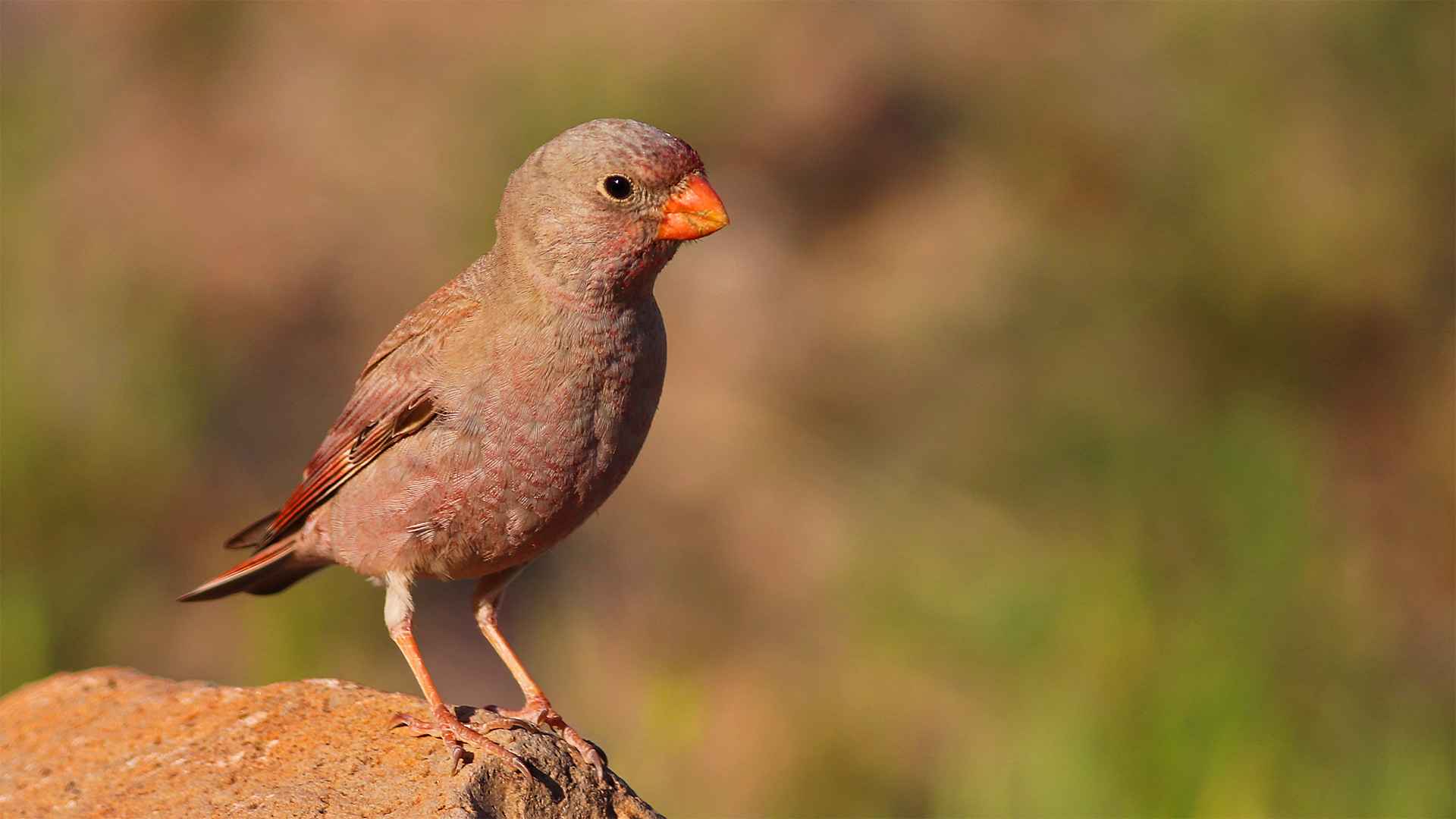 Trumpeter Finch