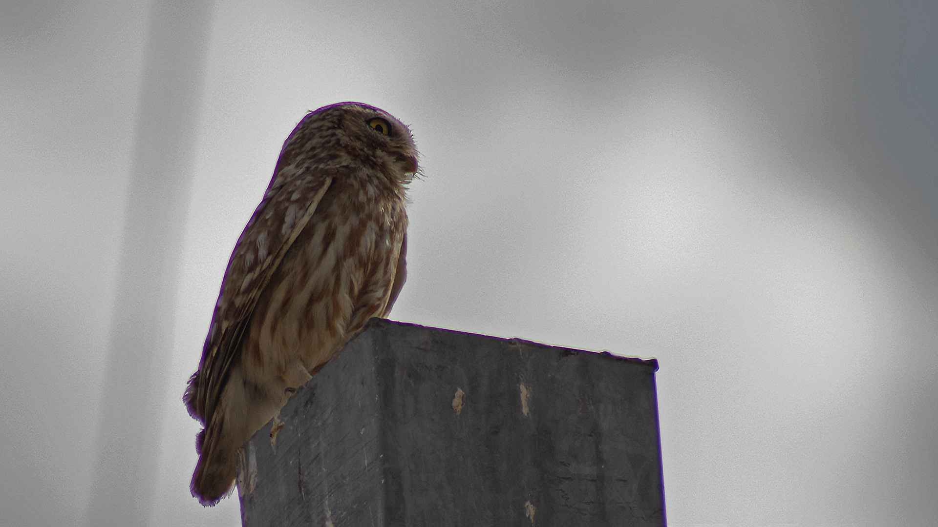 Little Owl