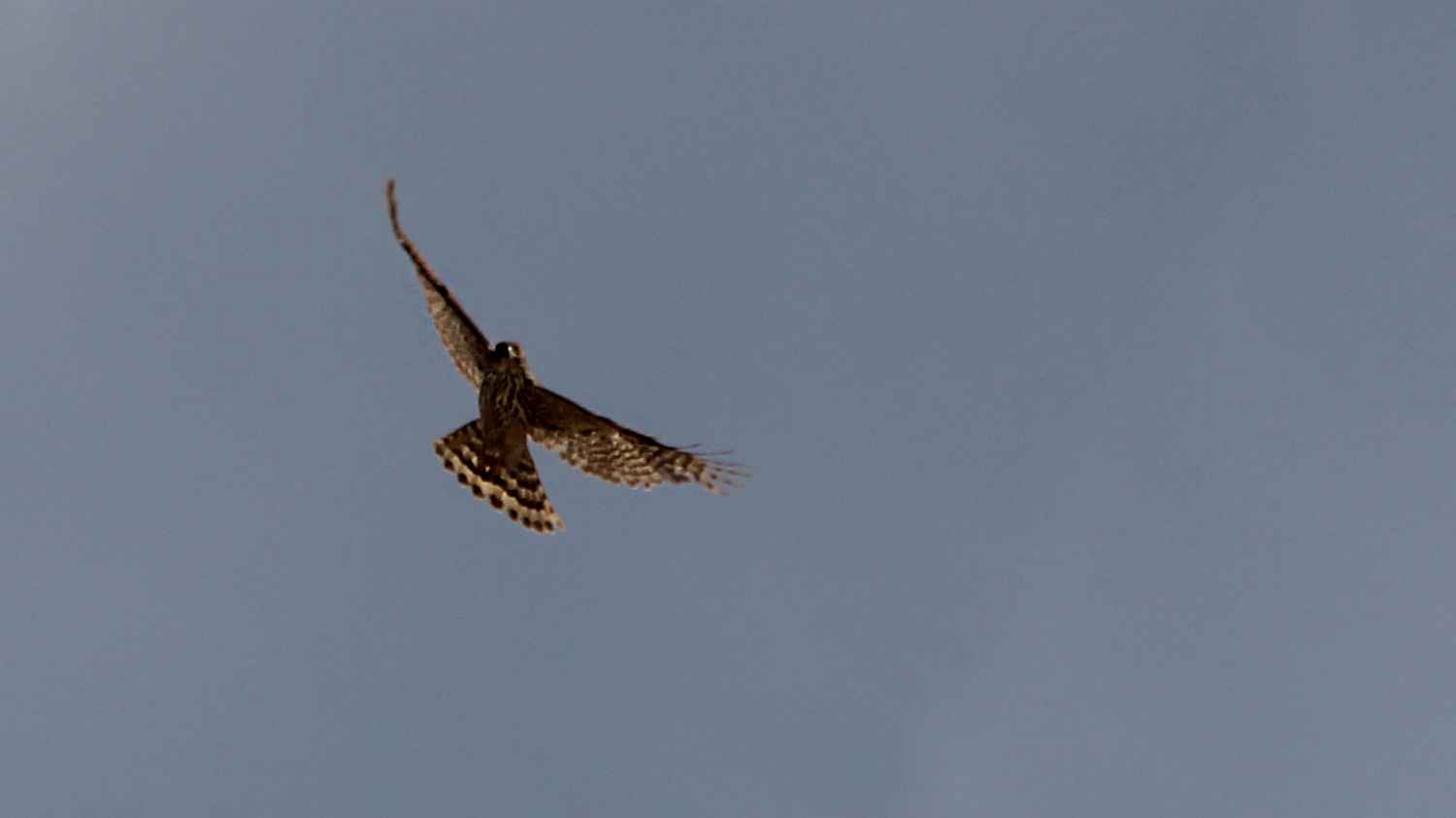 Northern Goshawk