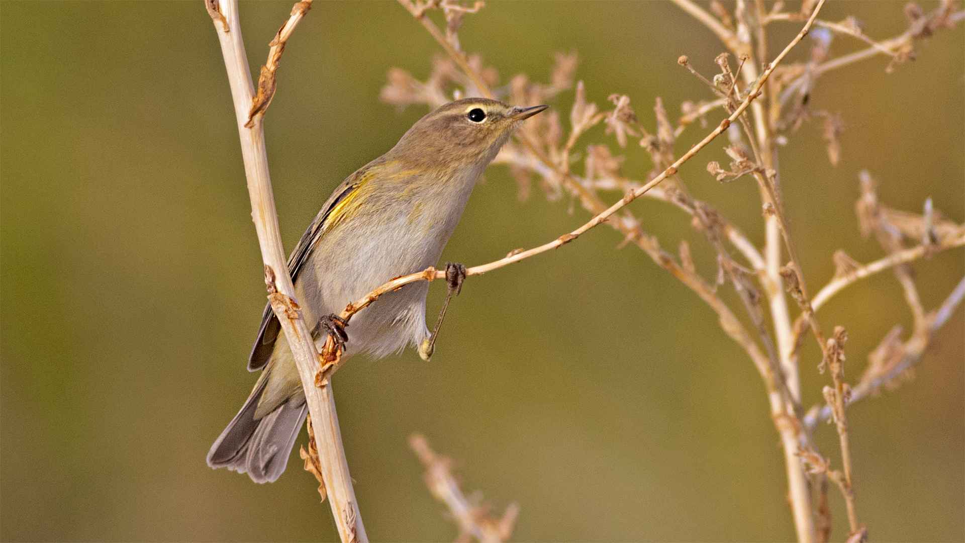 Common Chiffchaff