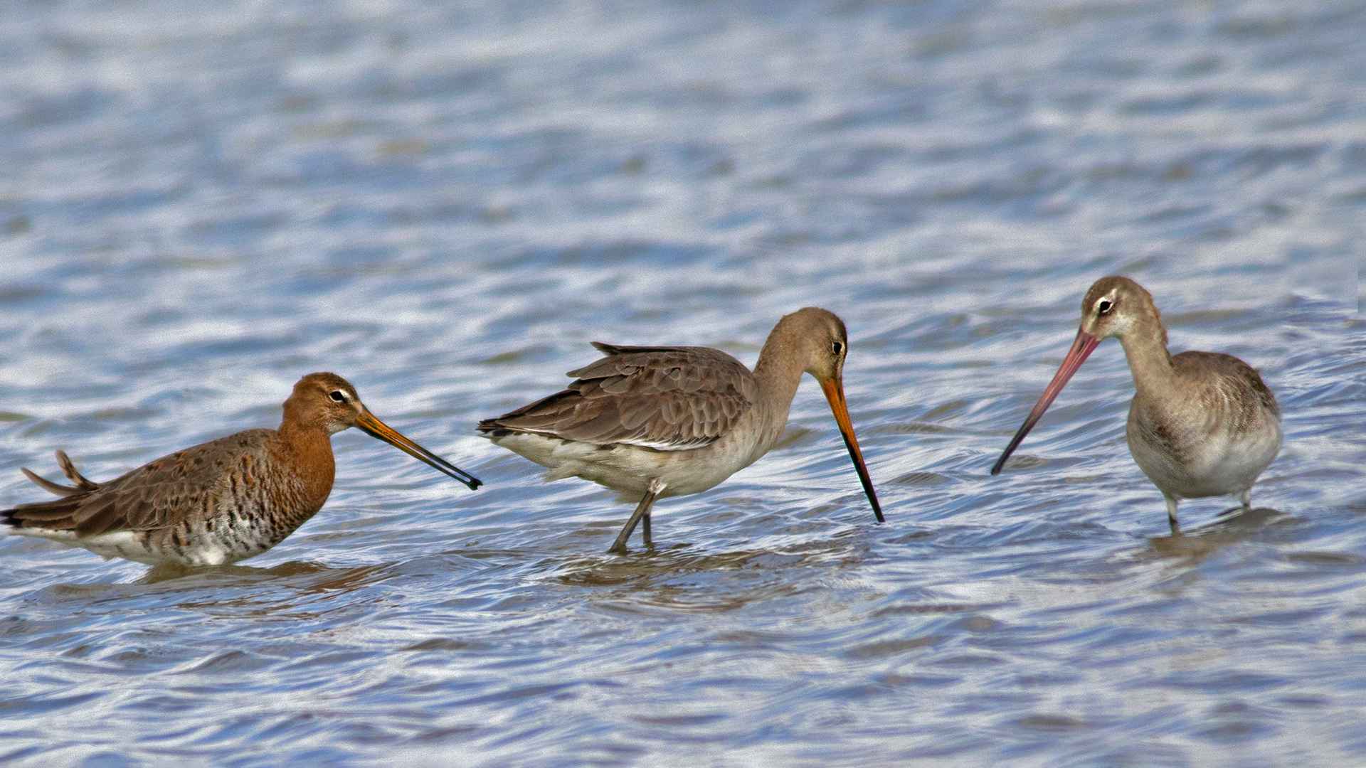 Black-tailed Godwit