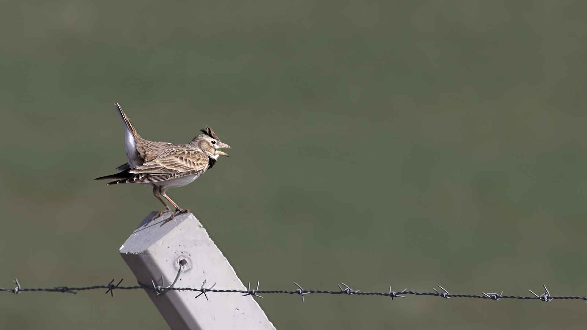Calandra Lark
