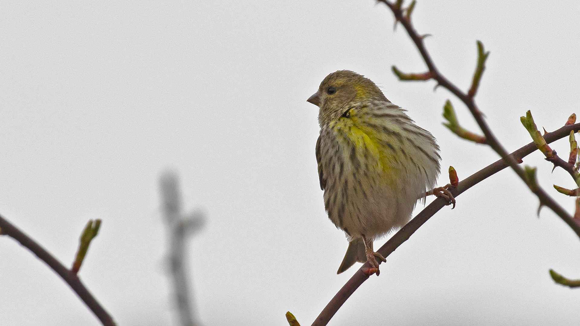 European Serin