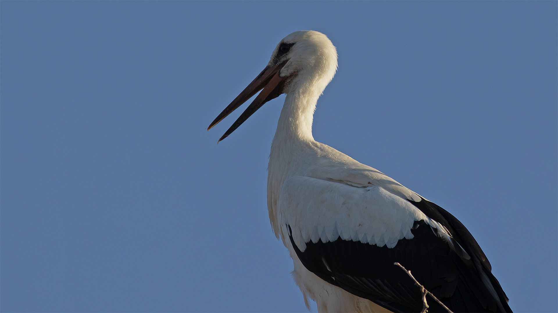 White Stork