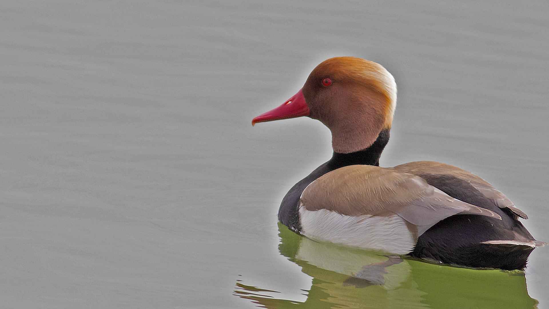 Red-crested Pochard
