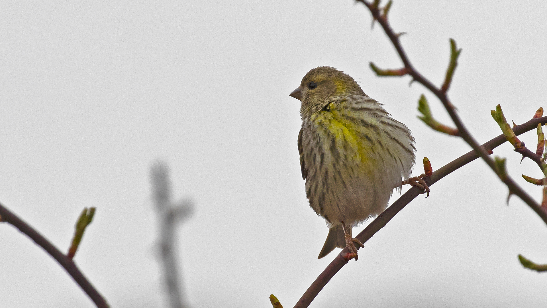 European Serin