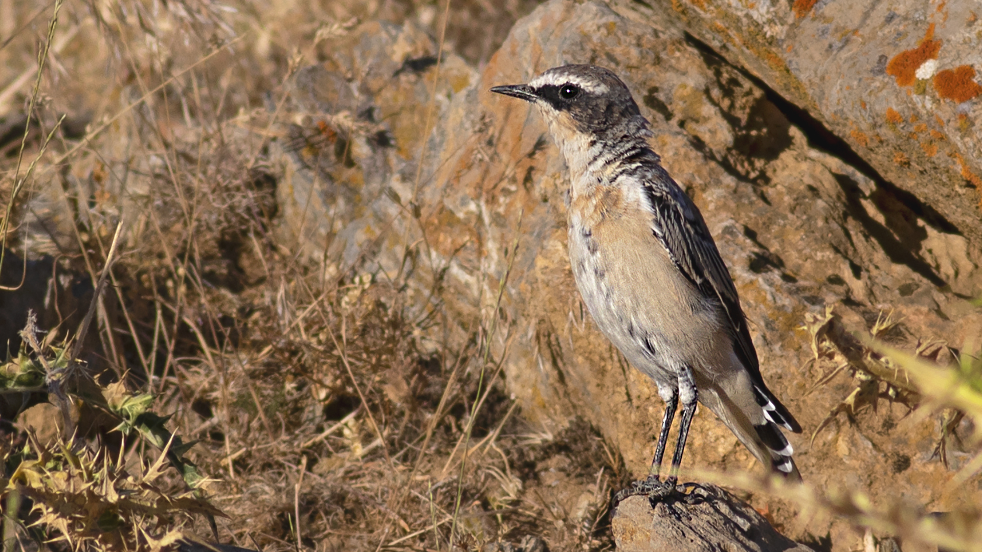 Northern Wheatear