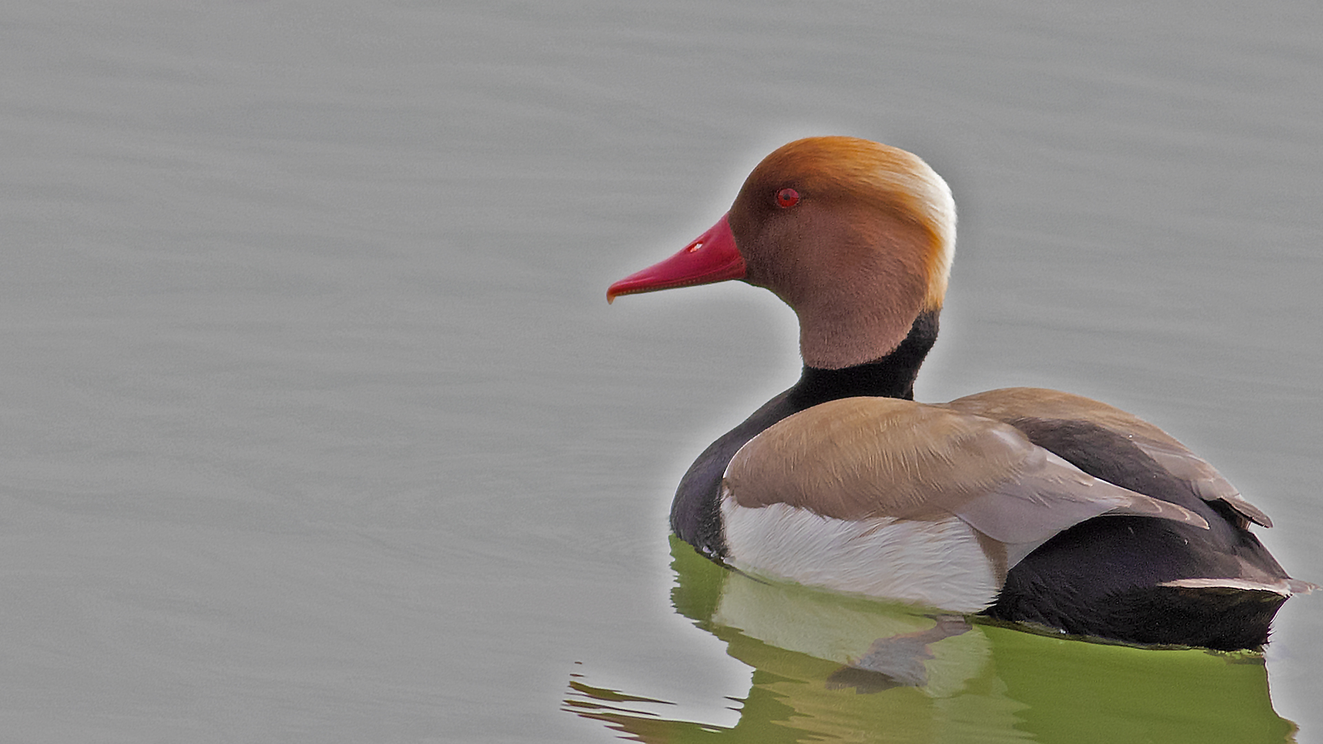 Red-crested Pochard