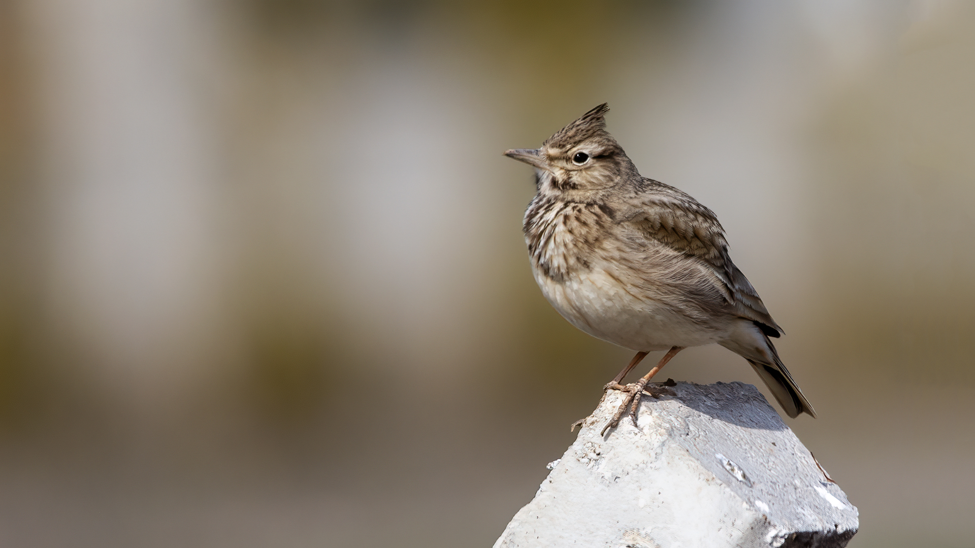 Crested Lark