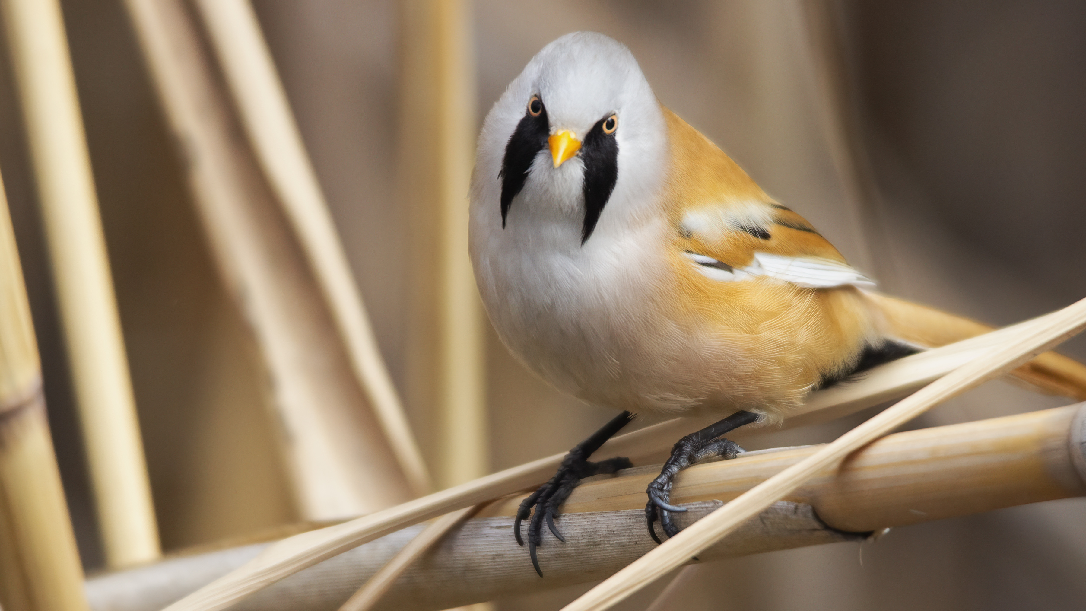 Bearded Reedling