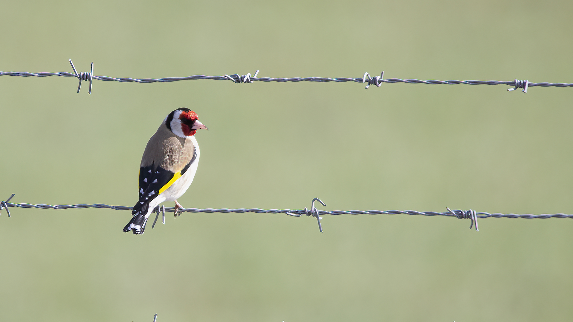 European Goldfinch