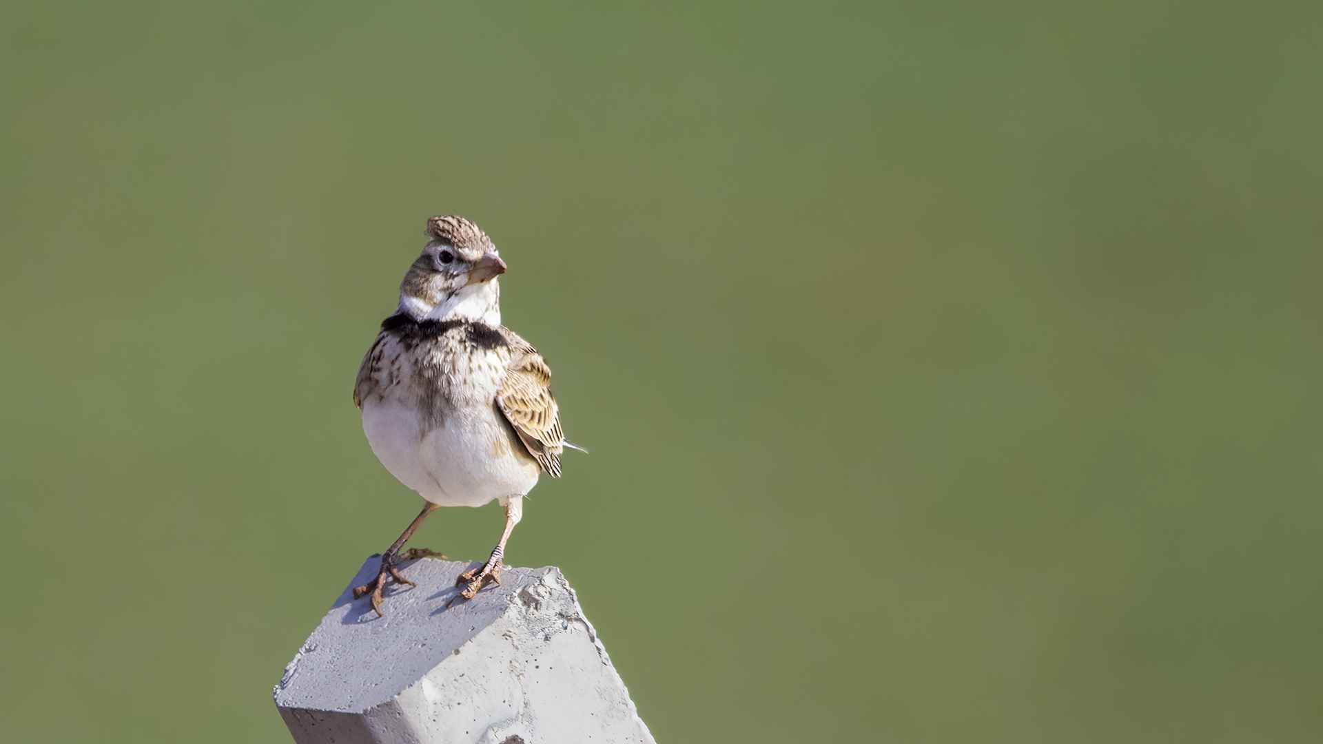 Calandra Lark
