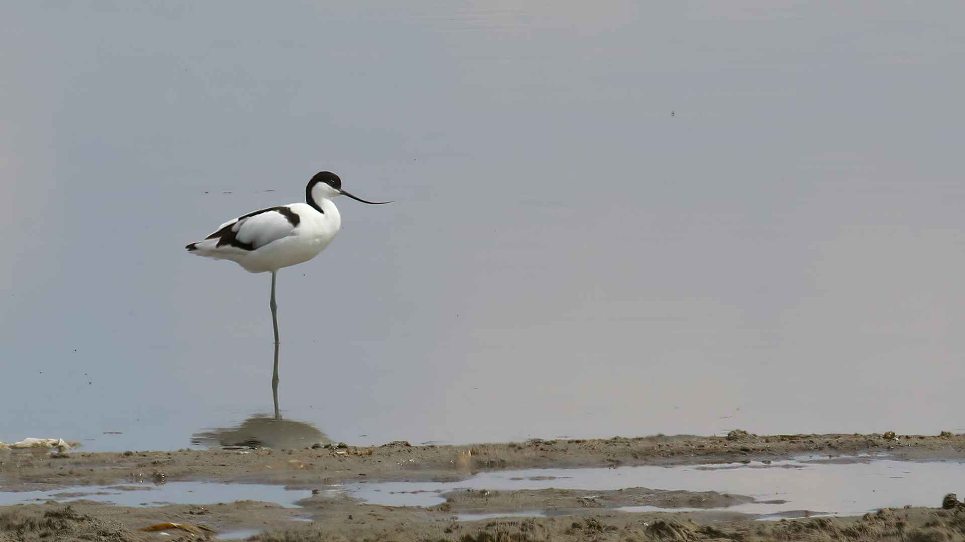 Pied Avocet