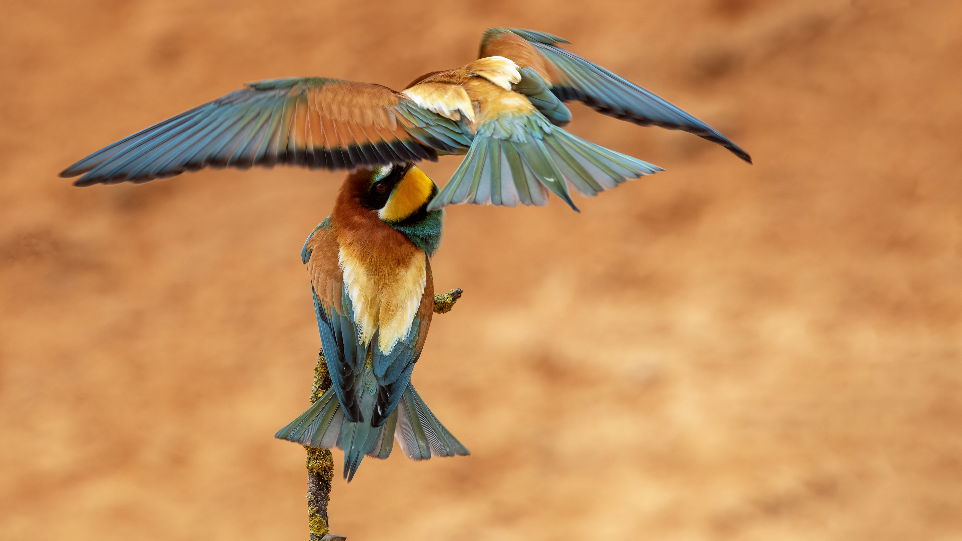 European Bee-eater