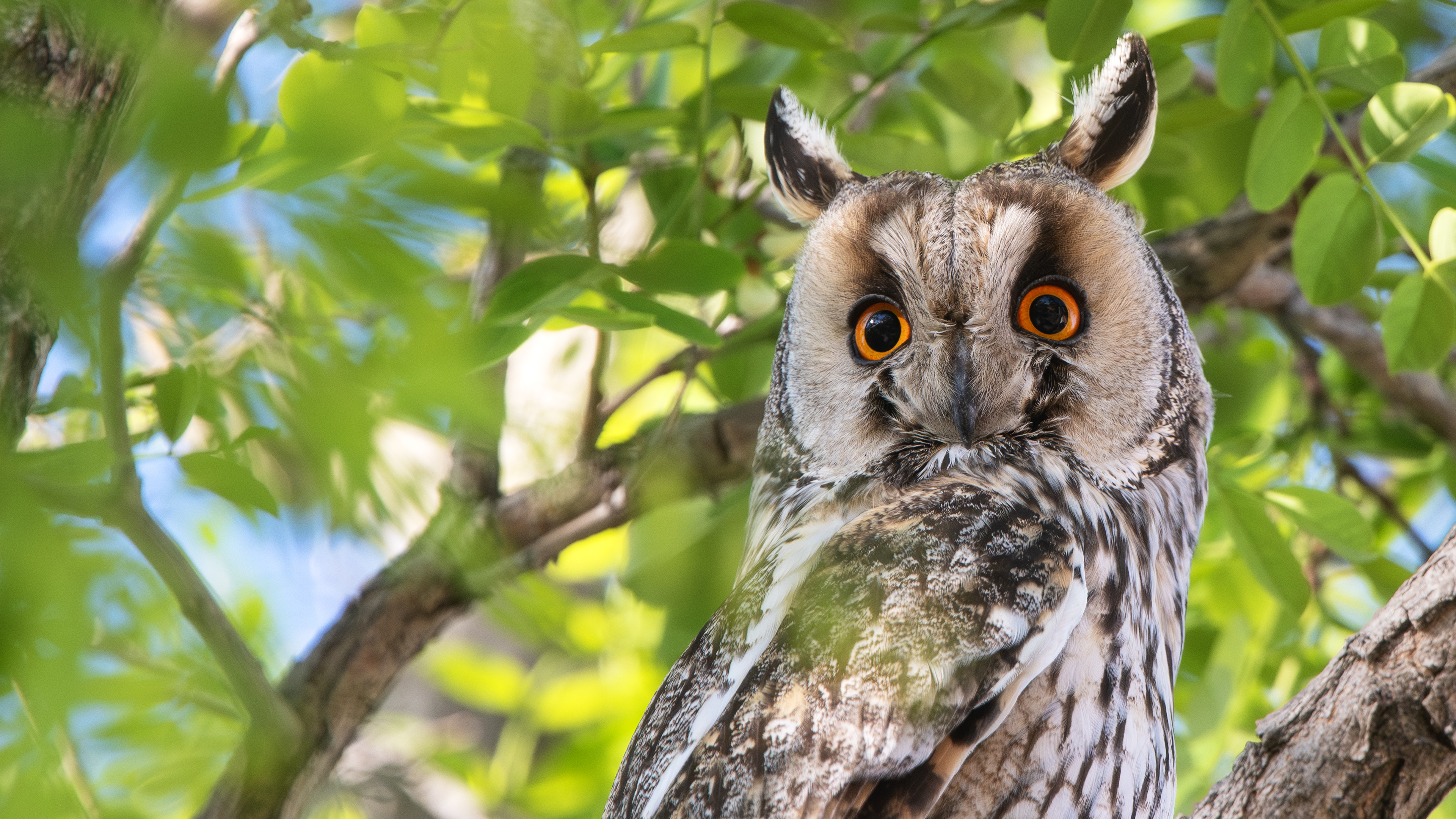 Long-eared Owl