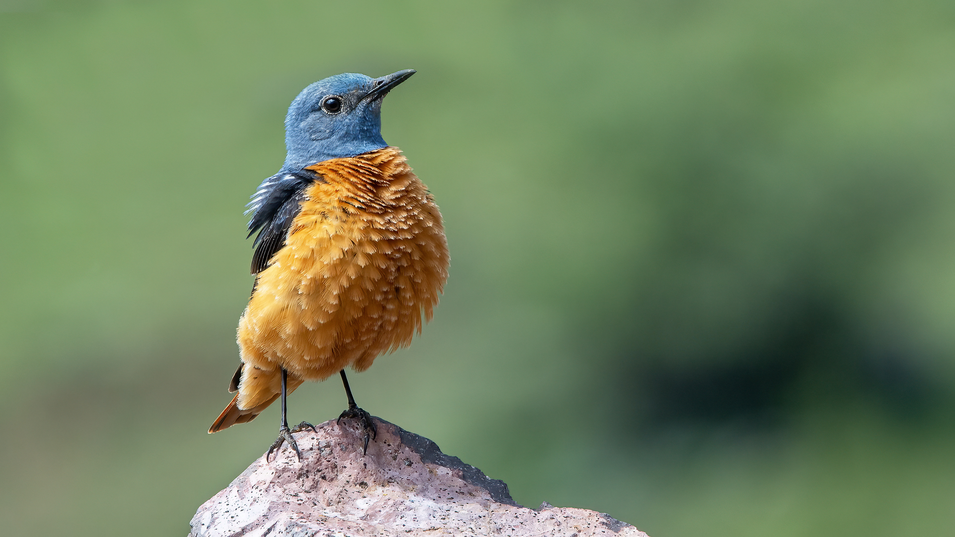 Rufous-tailed Rock-Thrush