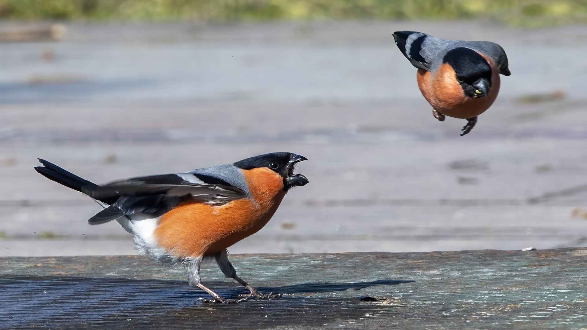 Eurasian Bullfinch