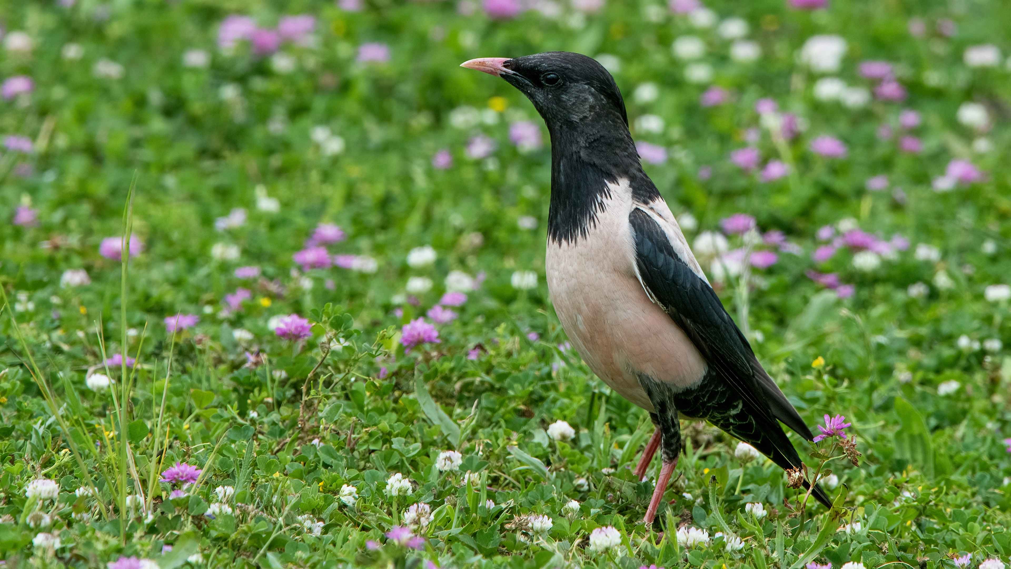 Rosy Starling