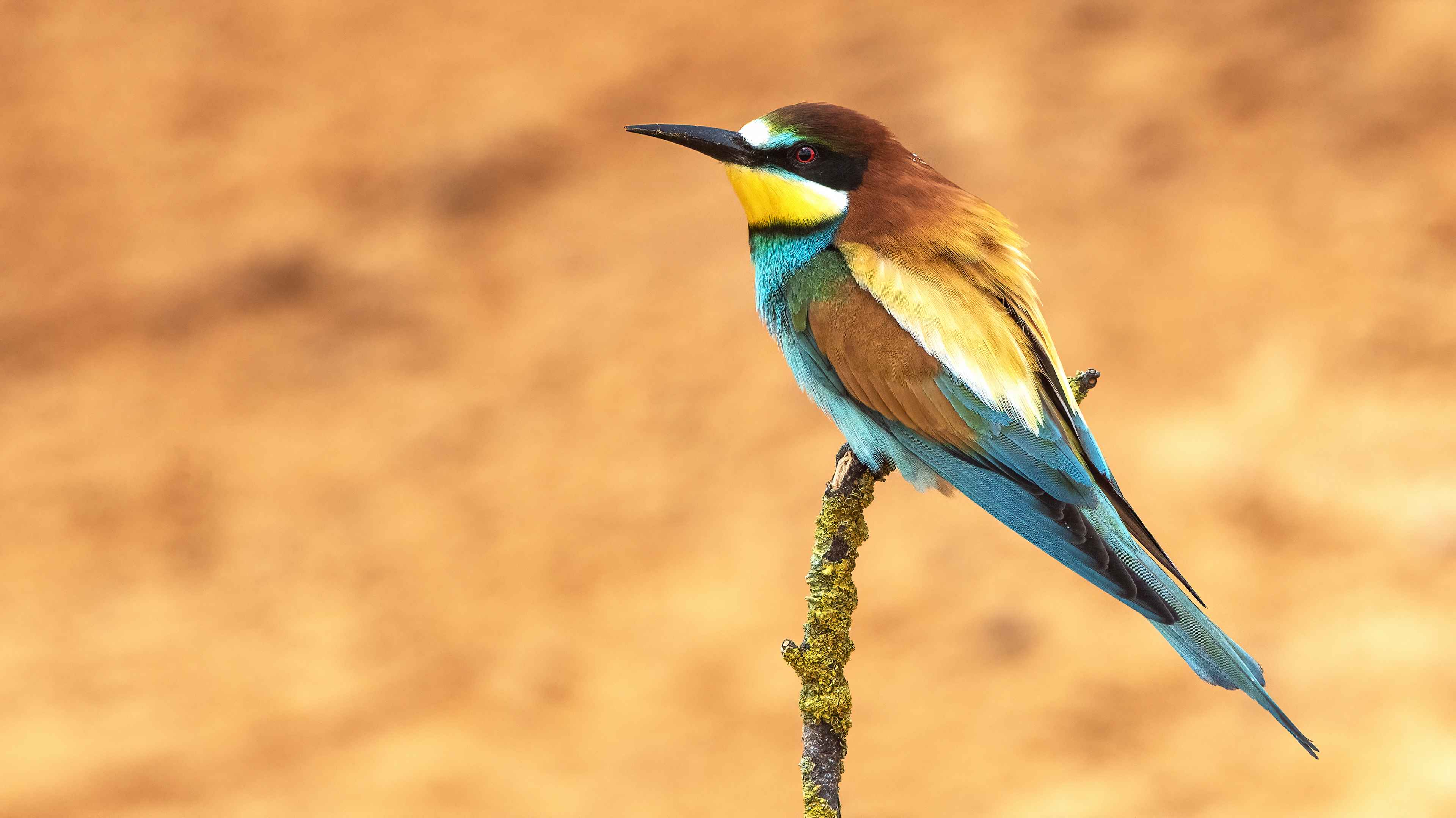 European Bee-eater