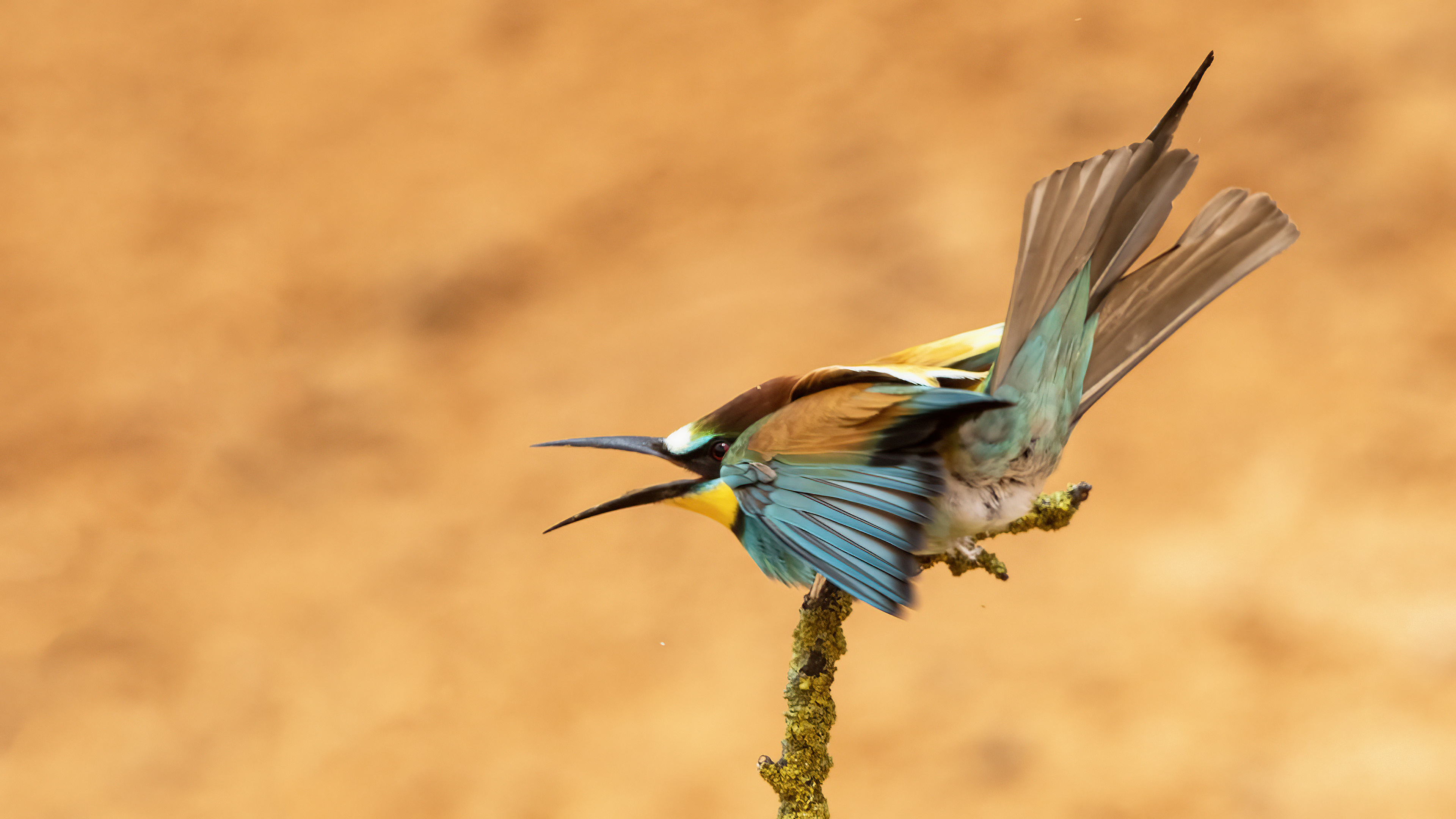 European Bee-eater
