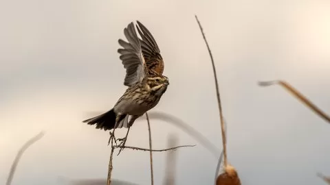 Bataklık kirazkuşu
