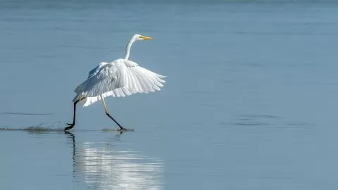 Büyük ak balıkçıl